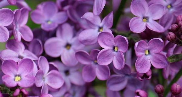 丁香花（盛放在生命的每一个角落）