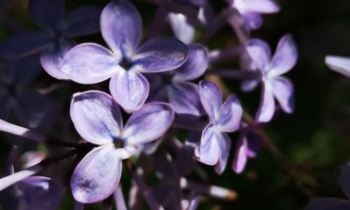 丁香花（盛放在生命的每一个角落）