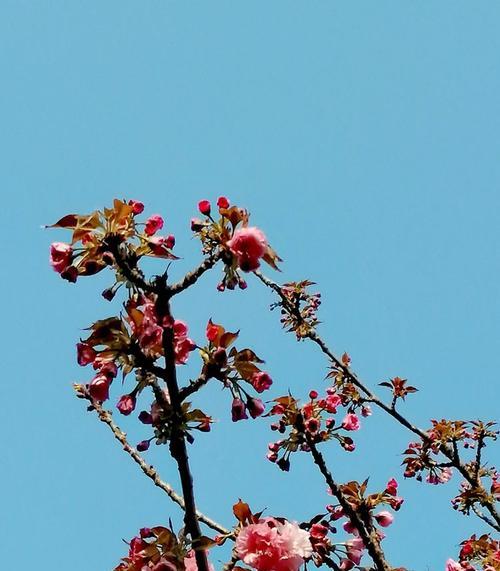 春天的花海——赏析不同品种樱花的花语（以冬樱花、重瓣樱花、樱花草为例）