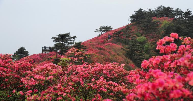 杜鹃花的寓意与美丽传说（杜鹃花寓意多样）