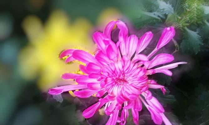 粉色菊花的花语（探寻菊花的花语）