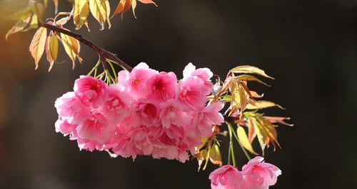 粉色樱花的花语（探寻樱花的柔美与坚韧）