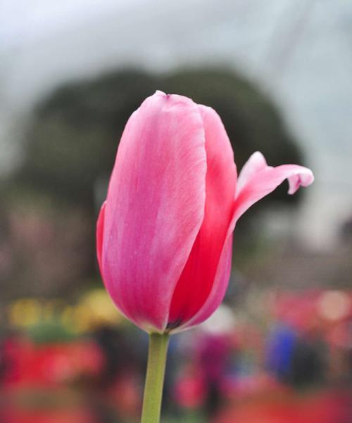 粉色郁金香花语的美丽寓意（探索粉色郁金香的花语和象征意义）