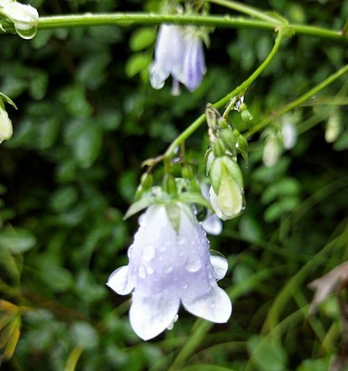 风铃的花语-轻灵音符的诉说（用音乐编织的自然之语）