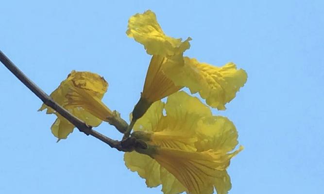 风铃花的花语和意义（风铃花的美丽与神秘）