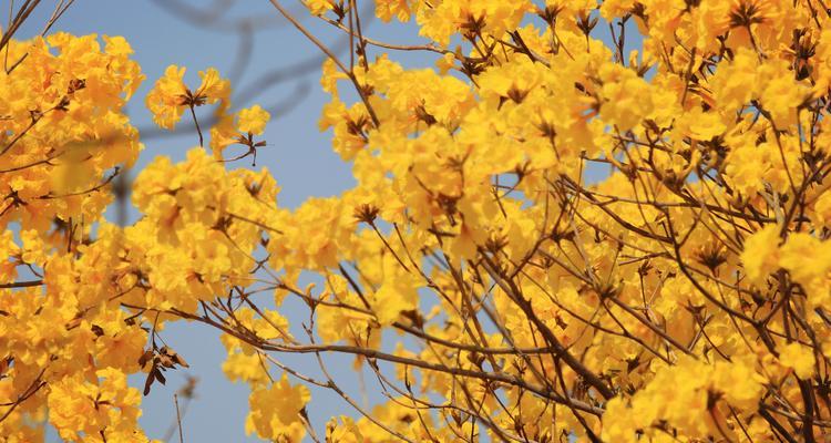 风铃花（风铃花的花语含义及其神秘传说）