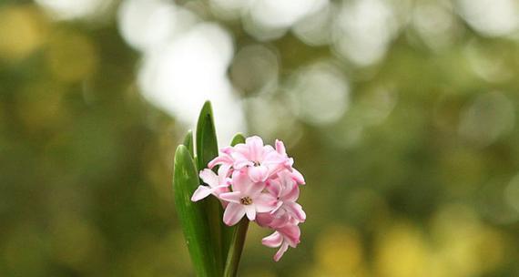 紫色风信子的花语和寓意（探寻紫色风信子的含义与象征）