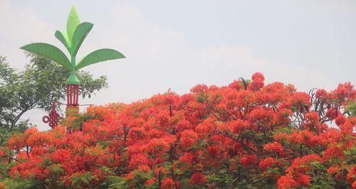 凤凰花（凤凰花的象征意义及生命力的展示）