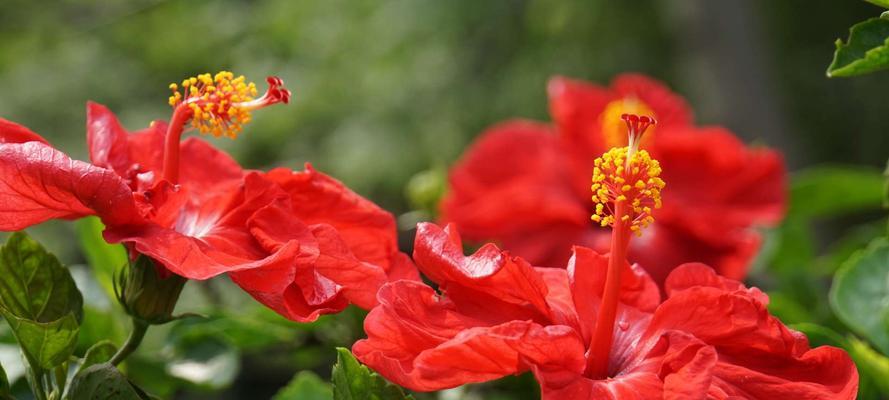 扶桑花的花语及其含义（用花语诠释扶桑花的美丽与寓意）