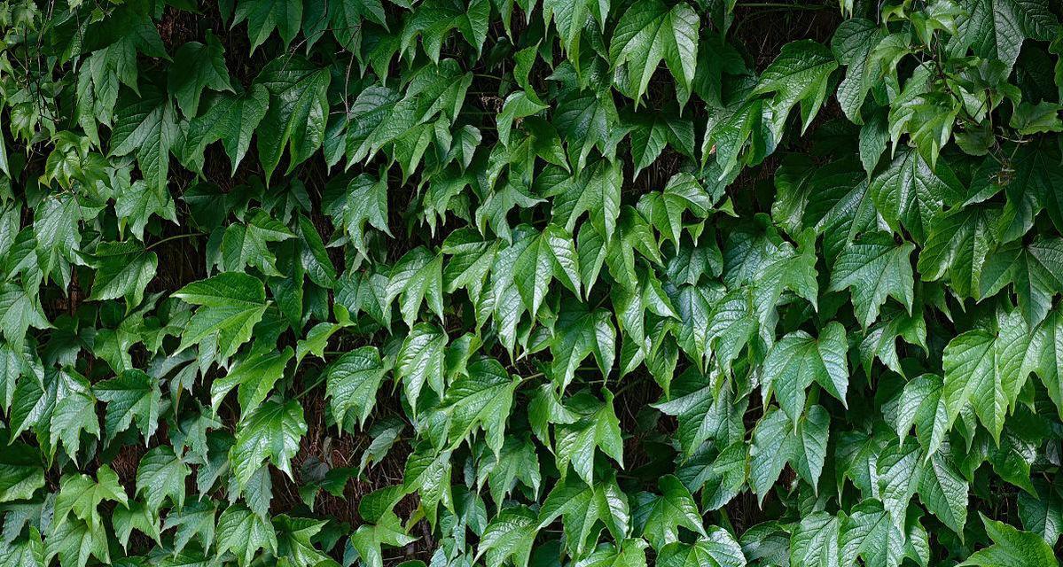 室内攀爬植物——打造舒适自然的居住环境