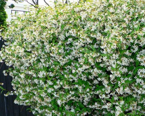 室内攀爬植物——打造舒适自然的居住环境