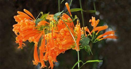 炮仗花的花期及生长特点（探究炮仗花花期和生长习性）