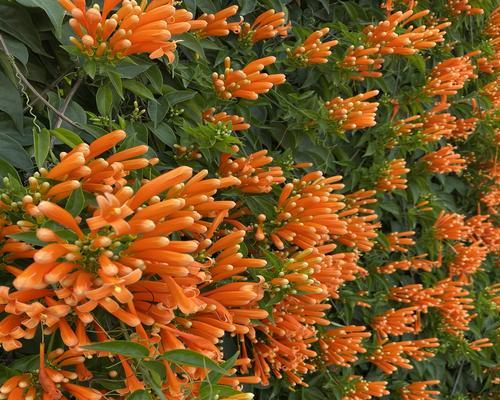 炮仗花的花期及生长特点（探究炮仗花花期和生长习性）