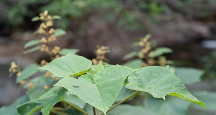 探究泡桐是否属于裸子植物（泡桐的分类与特征）