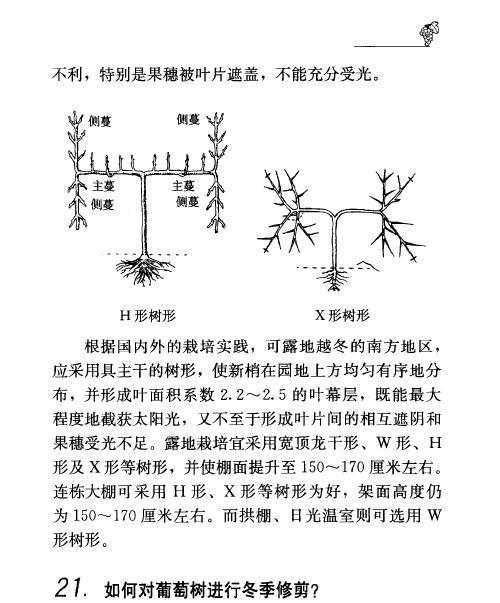 盆景橘子树的剪枝修剪技术（图解盆景橘子树的修剪方法）