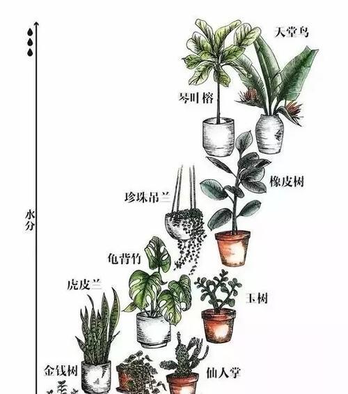 盆栽葫芦的浇水方法（科学浇水）