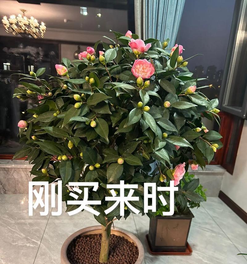 盆栽金枣树的养殖方法（打造漂亮的金枣盆景）