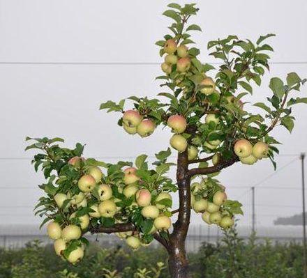 盆栽苹果树的养殖方法和养护要点（打造居家果园）