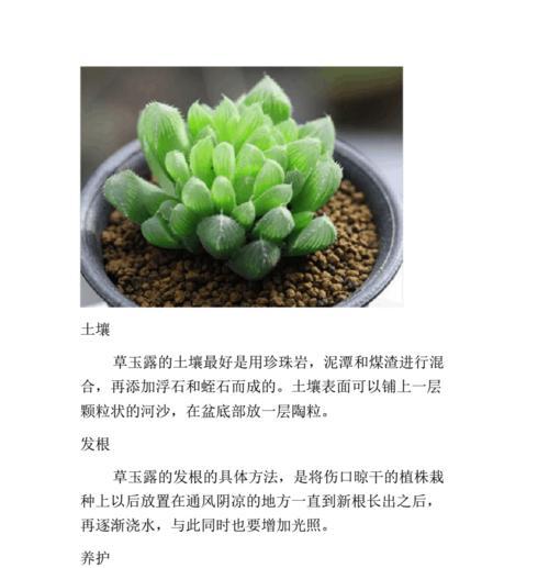 盆栽薰衣草的养护指南（从生长环境到养护技巧）