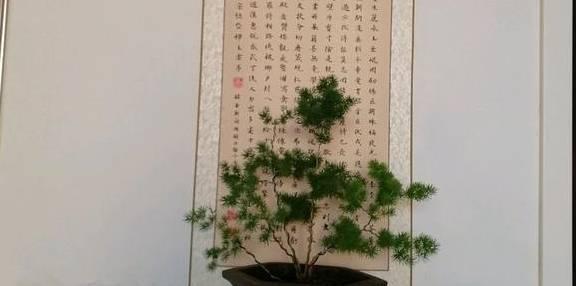 蓬莱松的种植与养护（从上盆时间到日常护理）