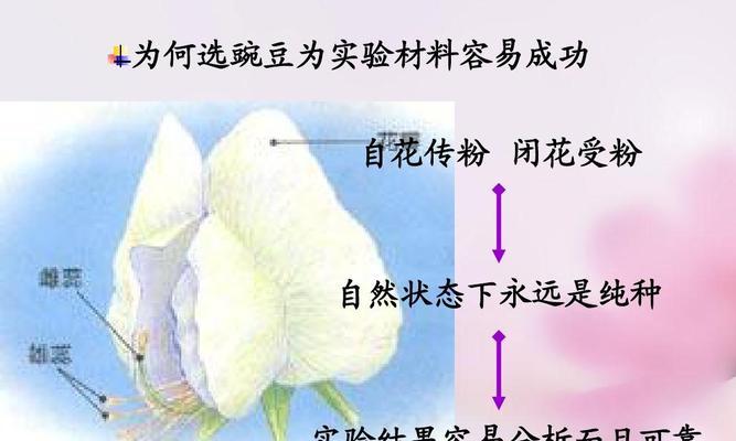 探究香芋种子的来源（了解种植过程中的重要环节）