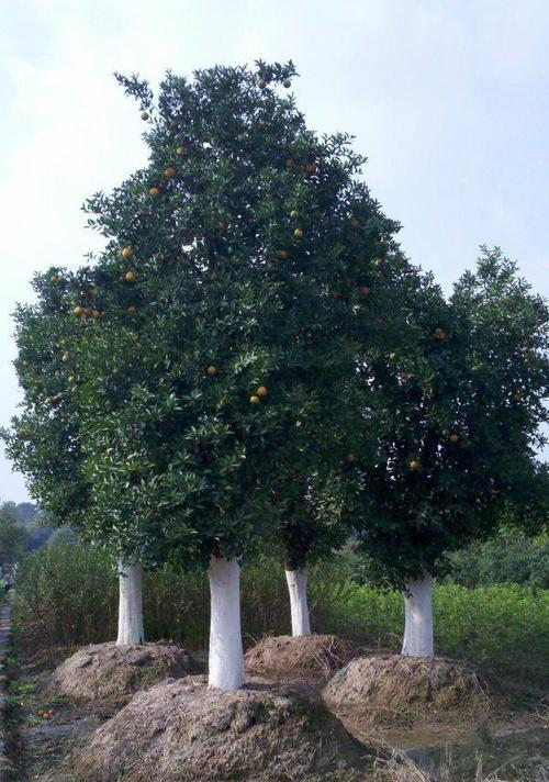 香园树为什么不开花（探究香园树的开花原因及解决方法）