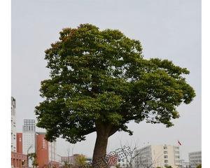 香樟北方的种植技巧（如何在北方地区成功种植香樟）