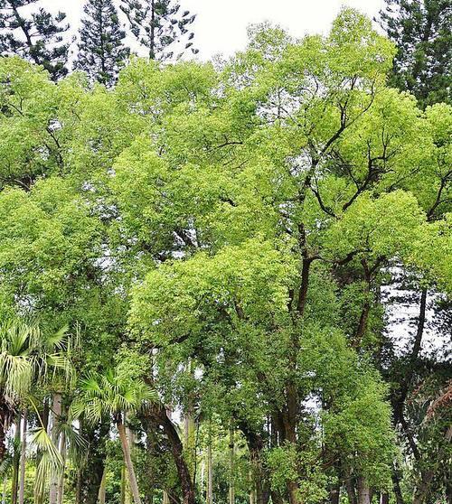 冬季香樟浇水的正确方法（保持土壤湿润）