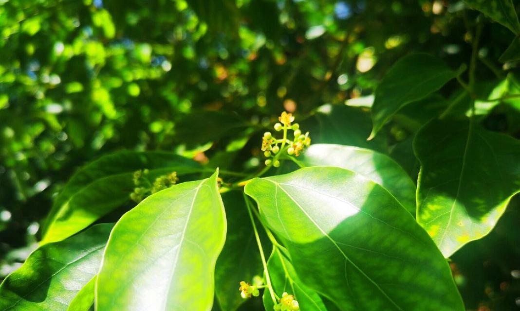 香樟开花的形态和特点（探究香樟开花的奥秘）