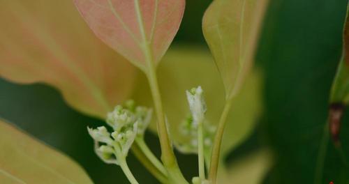 香樟开花的形态和特点（探究香樟开花的奥秘）