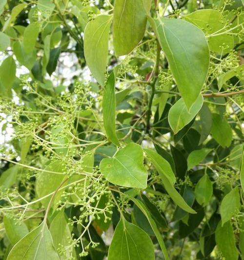 香樟开花的形态和特点（探究香樟开花的奥秘）