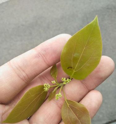 香樟的发芽长叶时间及注意事项（掌握春季香樟的生长规律）