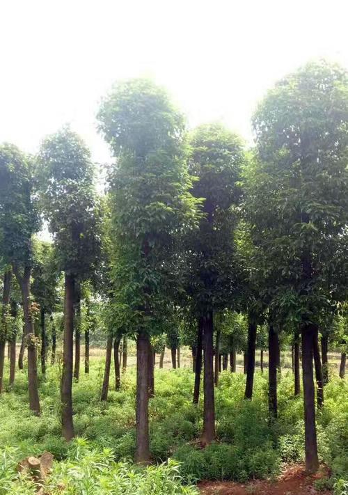 香樟，一种常见的园林绿化植物（了解香樟的生长习性）