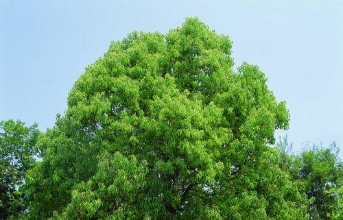 香樟，一种常见的园林绿化植物（了解香樟的生长习性）