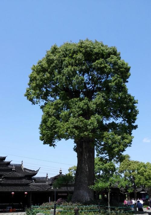 香樟，一种常见的园林绿化植物（了解香樟的生长习性）