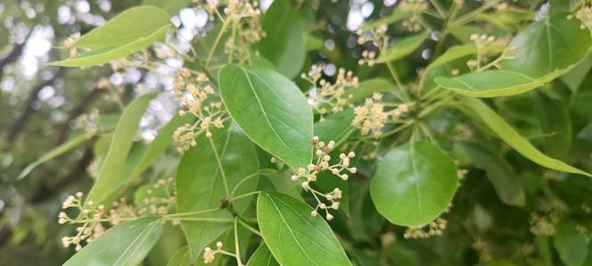 香樟树的开花时间与特点（探秘香樟花开时节及其花型）