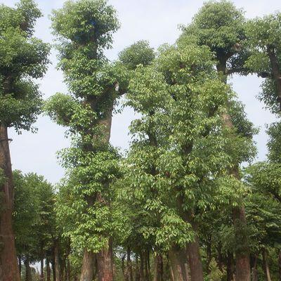 香樟树是被子植物吗（解析香樟树的分类学归属及其特征）