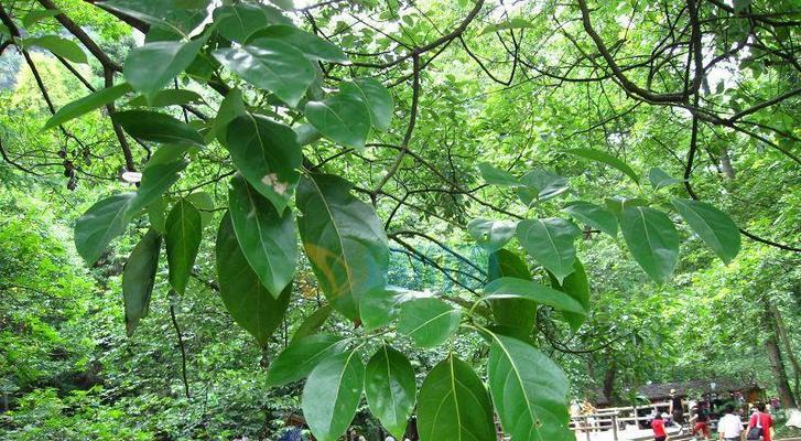 香樟树是裸子植物吗（探究香樟树的植物分类及特点）