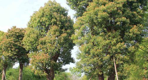 探秘香樟树，神秘的“白花樟”（品味树龄百年、芳香四溢的香樟树）