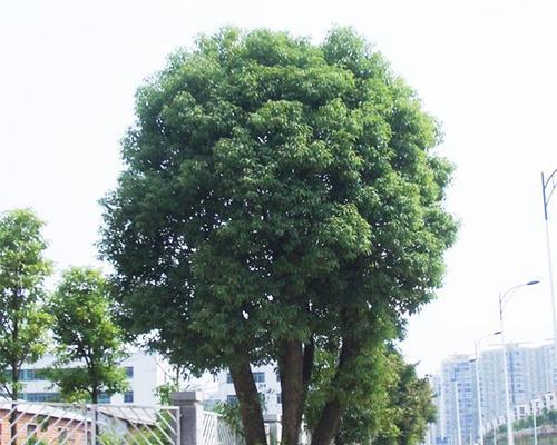 香樟树的特点与栽培方法（常见的樟科植物及其应用）