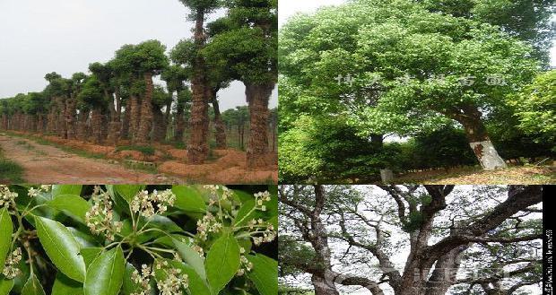 如何种植香樟树种子（从选种到成树）