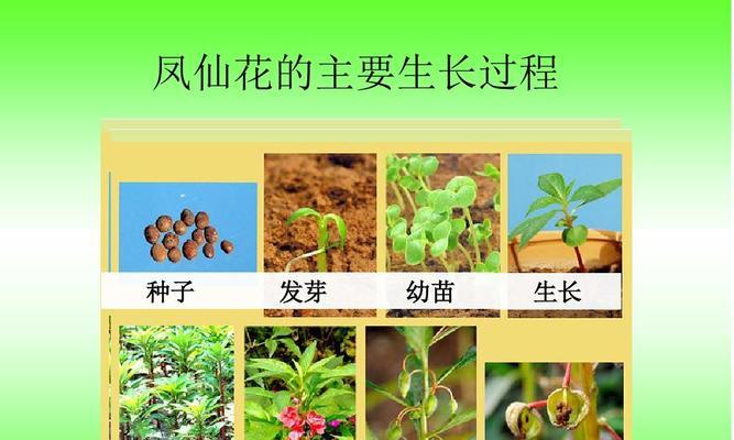 橡皮树的养护之阳阴性喜好（探寻橡皮树的光合作用和生长习惯）