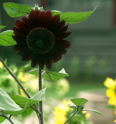 向日葵的开花时间（探究向日葵的开花习惯与花期变化）