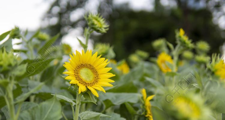 向日葵的开花季节（探寻向日葵的生长规律）