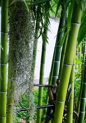 向日葵能否承受雨水淋湿（淋雨是否会影响向日葵的生长）