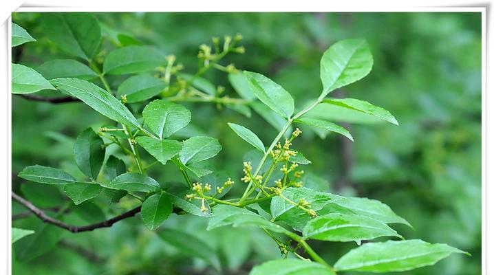 盛开的花椒花之美（花椒花的开放与时间）