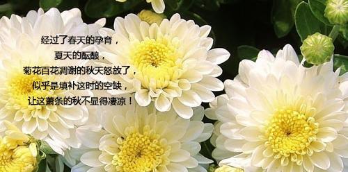 金鸡菊——花开寓意盈盈（一朵花）