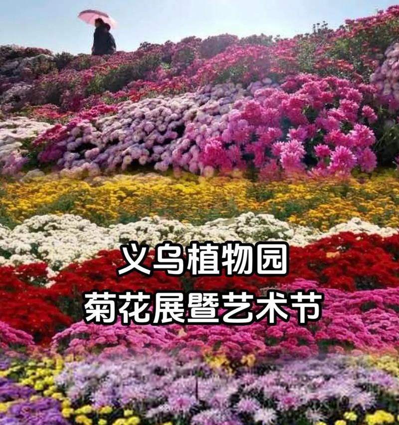 菊花生肖之谜（菊花代表哪个生肖）