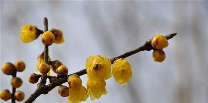 腊梅的寓意和象征风水（迎接新年的花朵）