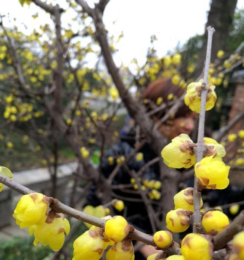 腊梅的寓意和象征风水（迎接新年的花朵）